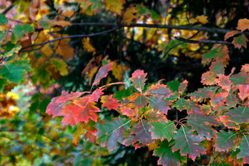 Autumn landscape in the forest