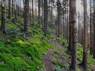 Waldweg mit Moos