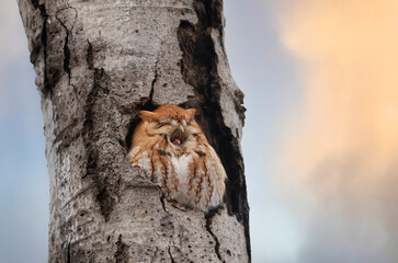 Eastern Red morph screech owl hunts from his nest in tree in autumn Canada