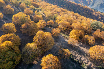 vista aérea del bosque de cobre en el valle del Genal, Andalucía