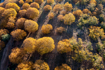 vista aérea del bosque de cobre en el valle del Genal, Andalucía