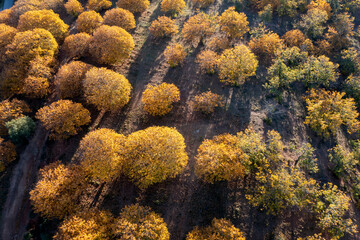 Fototapeta na wymiar vista aérea del bosque de cobre en el valle del Genal, Andalucía