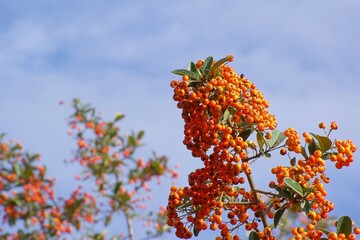 Close-up of a bush with orange fruits on a sunny day.