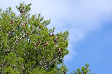 Pine tree canopy against a blue sky on a sunny day.