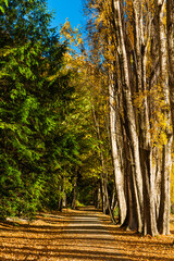 ニュージーランド　秋のオタゴ地方のワナカ湖の湖畔の紅葉で黄色に染まった並木道