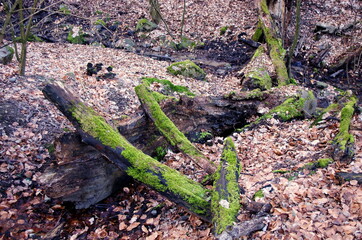 Green moss growing on an old trunk with leaves around, Fall season. Autumn vibes. Moss on a tree stump. Beautiful forest in nature.