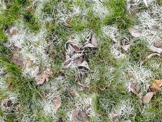 Texture of grass covered with frost close-up