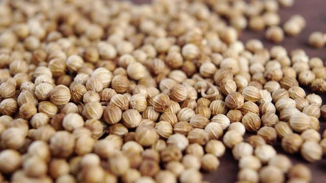 Dry coriander seeds. Macro. Slow rotation. Seasoning whole cilantro grains