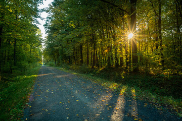 Naklejka premium The road through the forest and the sun between the trees
