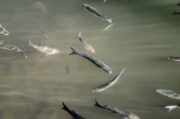 lot of fish in the water
