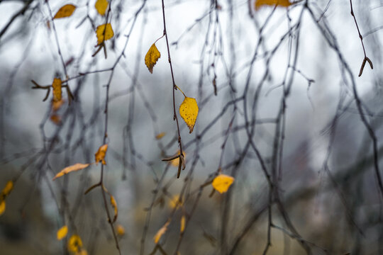 autumn leaves in the wind