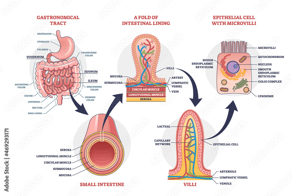 Canvas Prints Small intestine with scientific gastrointestinal tract structure outline diagram. Labeled educational anatomy explanation with fold of intestinal lining, microvilli and intestine vector illustration.