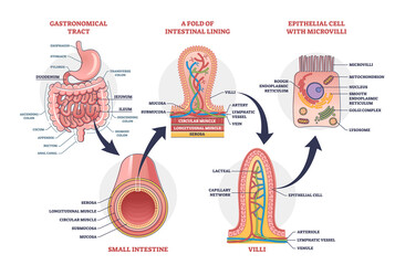 Small intestine with scientific gastrointestinal tract structure outline diagram. Labeled educational anatomy explanation with fold of intestinal lining, microvilli and intestine vector illustration. - obrazy, fototapety, plakaty