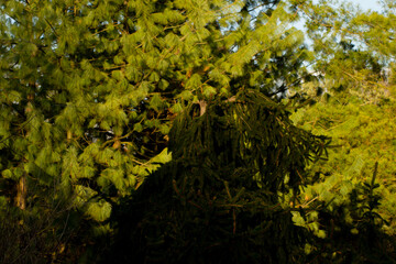 green moss on the rocks