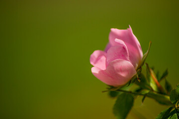 pink lotus flower