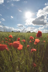 field of poppies