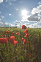 red poppy field