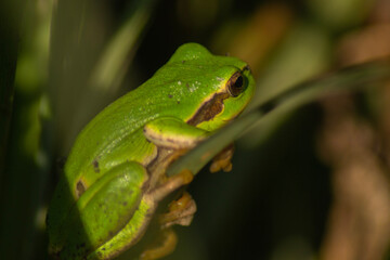 frog