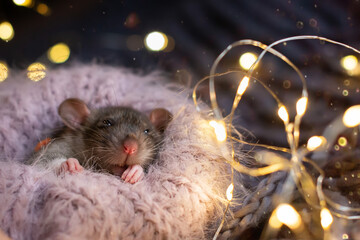 new year card rat cristmas