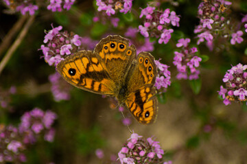 butterfly on a flower