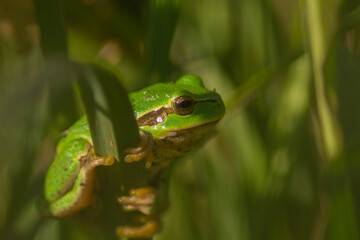 frog on a leaf