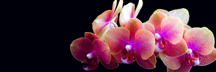 Orange Phalaenopsis Orchid Plant
