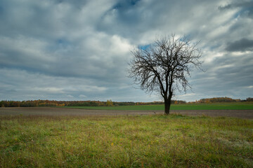 Fototapeta na wymiar Lonely tree without leaves and cloudy sky