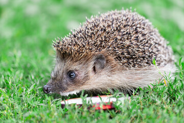 hedgehog on the grass..