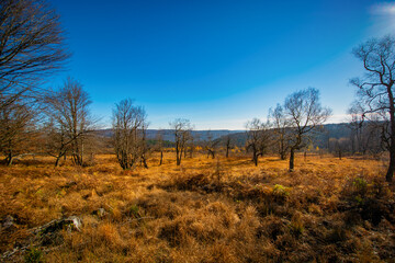 Börfinker Ochsentour