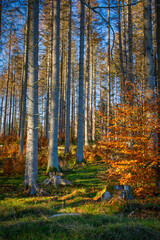 Börfinker Ochsentour