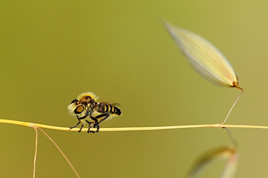 Diptera, from the family Asilidae. Macro photography.