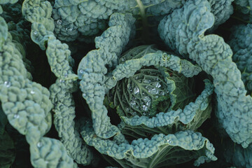 Obraz premium Kale plant growing