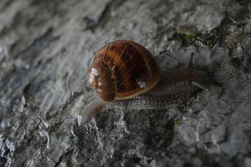 Snail on a wall