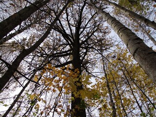 Fototapeta premium Oak tree in autumn forest