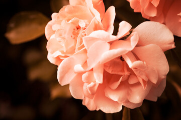 Fluffy flowers background. Spring flowers concept. For design. Nature. Spring background