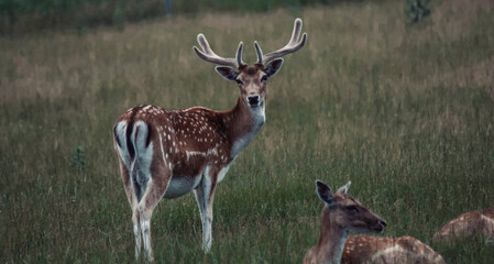 deer in the grass