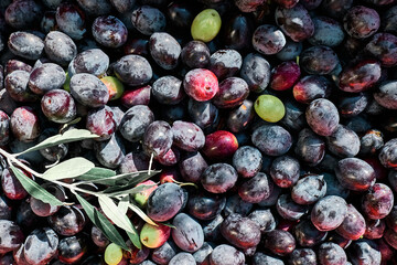 Close up of black and green ripe olives, picked from olive tree during olive harvesting in mediterranean olive grove in Sicily, Italy. Purple Olive background.