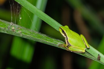 Mediterranean tree frog ( Hyla meridionalis), resting on the leaf, of Mediterranean and North African origin.