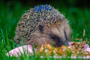 hedgehog in the grass