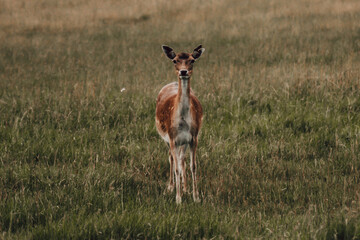 deer in the field