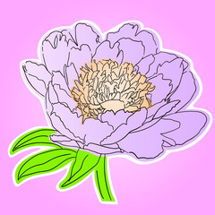 Lilac peony flower with orange center and white outline - 469298388