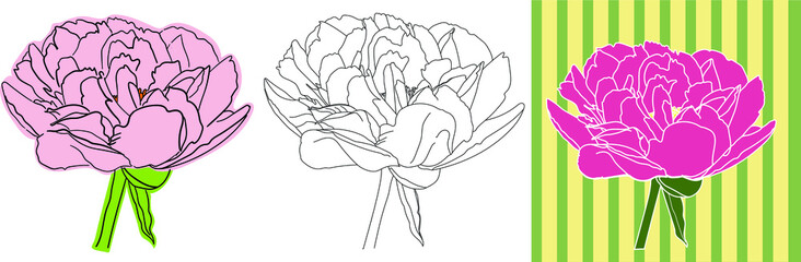 Terry peony white on a solid background, vector illustration