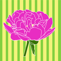 Vector drawing of a peony flower on a striped background - 469298533