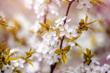 Cherry blossom branch in the garden in spring
