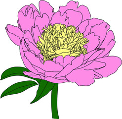 Silhouette of a peony flower with a double center on a white background. - 469298572