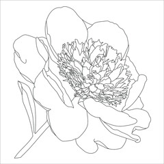 silhouette drawing of a peony on a white background, flower illustration - 469298576