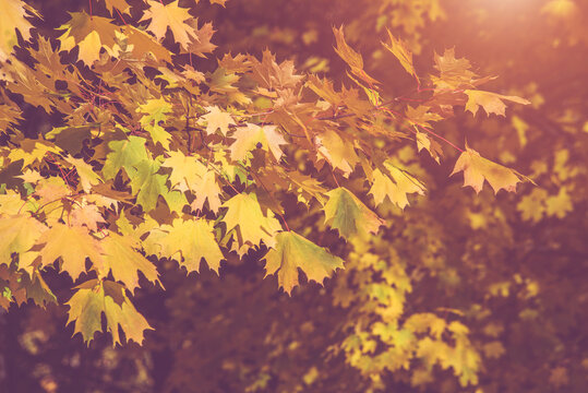 Autumn background-yellow maple leaves in the city Park © licvin
