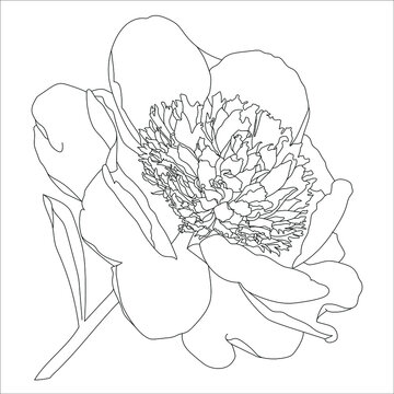 recommend clip art: silhouette drawing of a peony on a white background, flower illustration