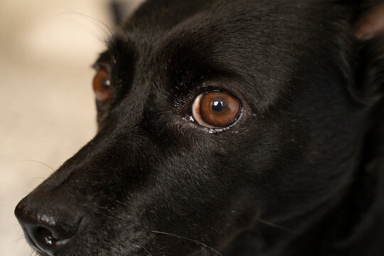 close up picture of a small black dog
