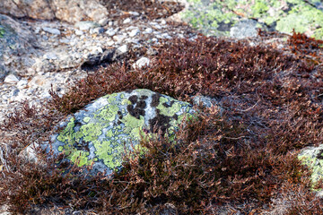green moss on the rock, winter landscape with snow covered trees, Blefjell, Norway